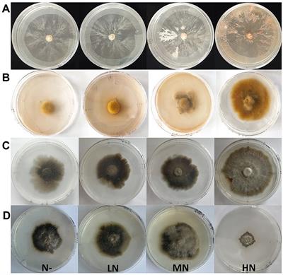 Effects of nitrogen addition and root fungal inoculation on the seedling growth and rhizosphere soil microbial community of Pinus tabulaeformis